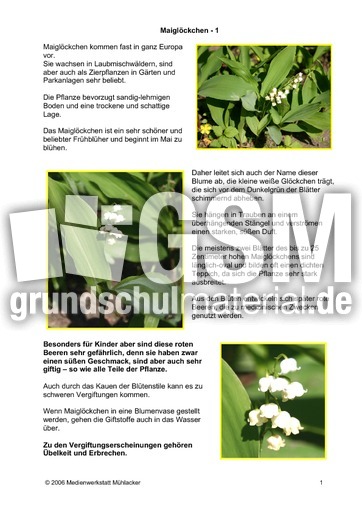 Maigloeckchen-1.pdf